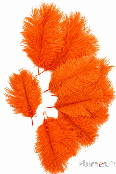 Struisvogel Bellies -8-13 cm - oranje